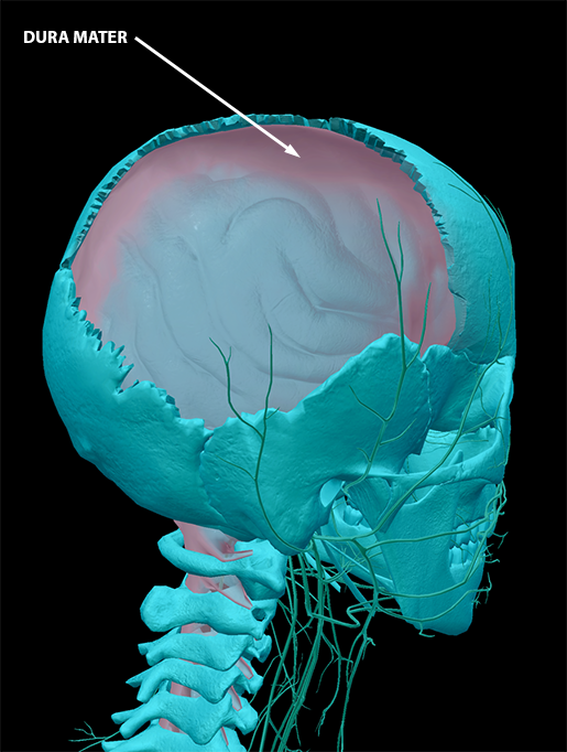 sports-injuries-dura-mater-meninges